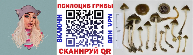 Купить закладки  Бабаево  Псилоцибиновые грибы Psilocybine cubensis 